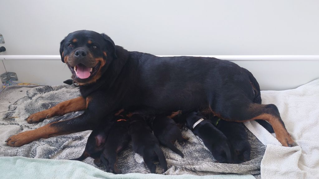 S'geurriya rottweiler of the territory