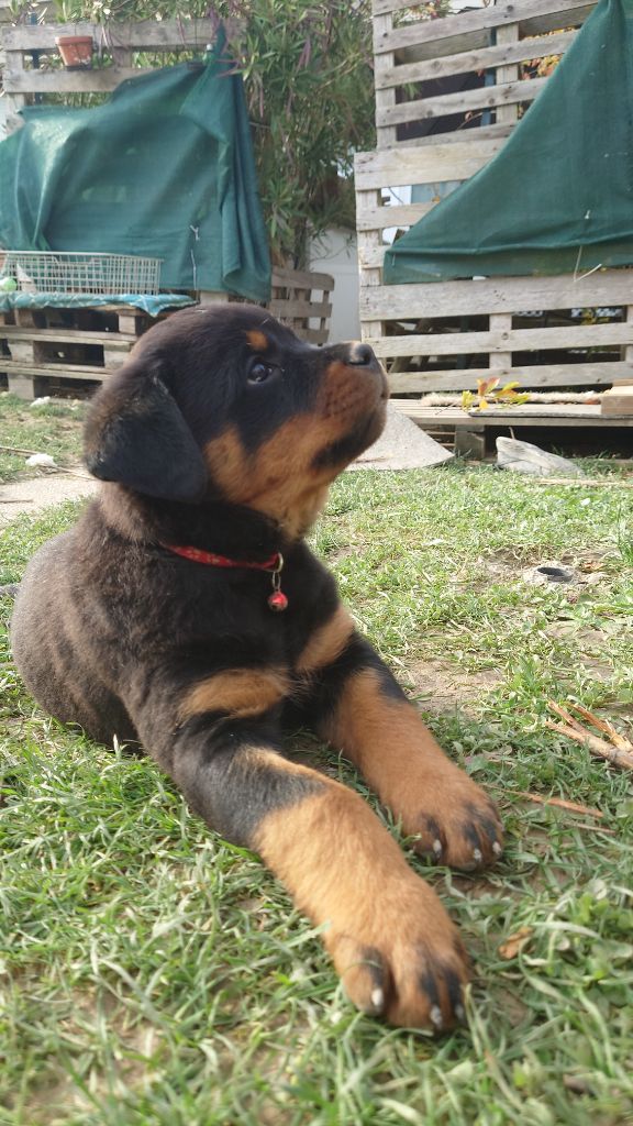 Audrey Mougeot - Chiots disponibles - Rottweiler