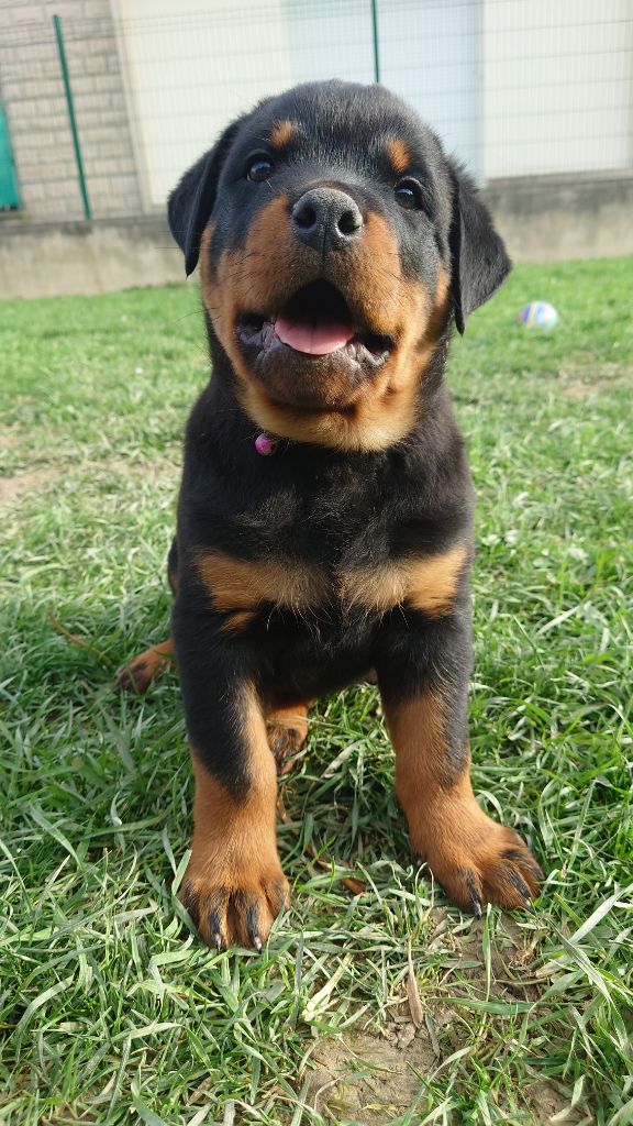 Audrey Mougeot - Chiots disponibles - Rottweiler