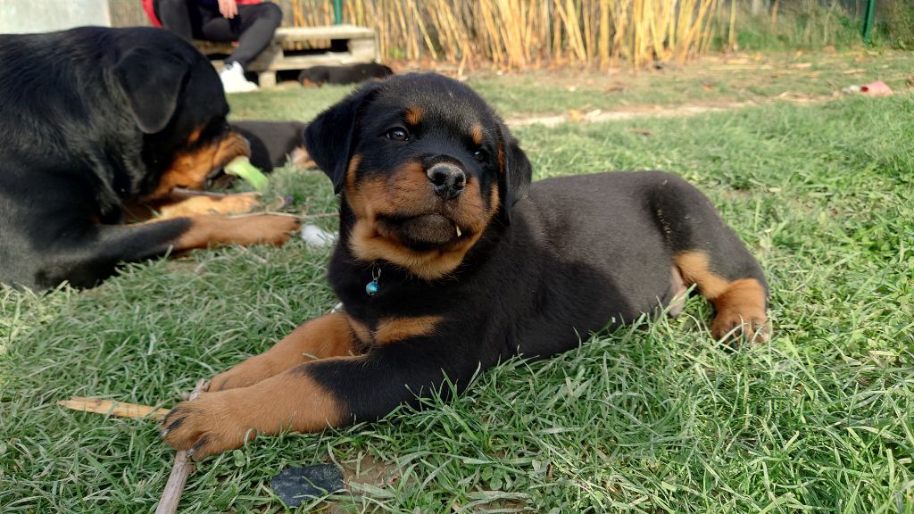 Audrey Mougeot - Chiots disponibles - Rottweiler