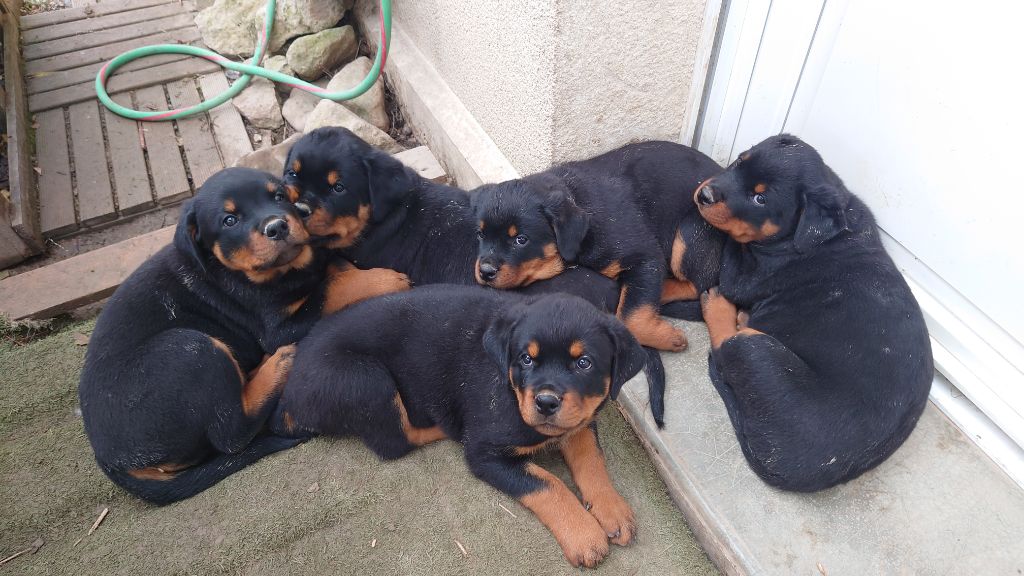 Audrey Mougeot - Rottweiler - Portée née le 10/09/2025