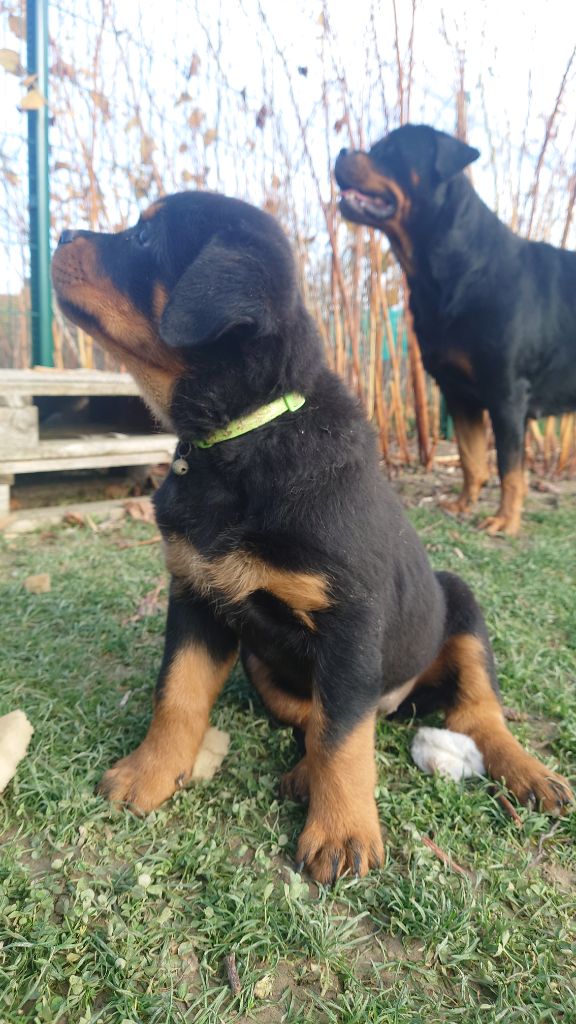 Audrey Mougeot - Chiots disponibles - Rottweiler
